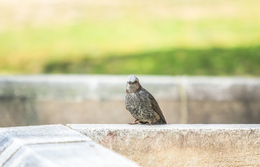 公園の野鳥