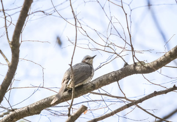 枝の上の野鳥
