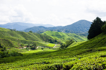 Fototapeta na wymiar Tea plantations in Malaysia
