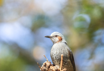 野鳥
