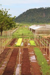 Cuba farm