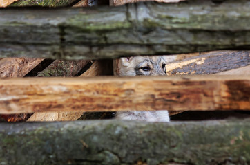 Puppy look at outside behind a fence