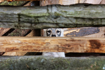 Puppy look at outside behind a fence