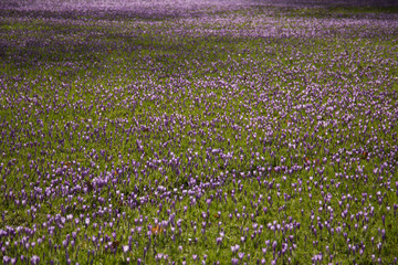 Krokusblüte im Schlosspark Husum, Nordsee
