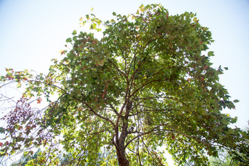 whole green tree with sunlight in the background -  Galil, north of Israel - landscape view