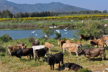 Vaches en Sardaigne - 141374498