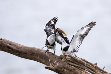 Pied Kingfishers