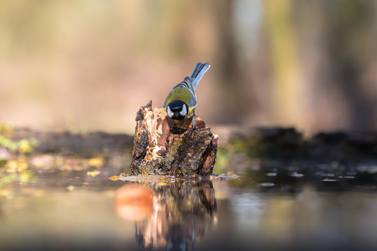 Il riflesso della cincia