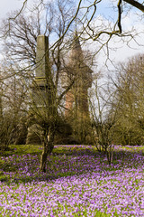 Krokusblüte im Schlosspark Husum, Nordsee