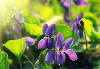 Beautiful wild purple violet flowers on spring meadow