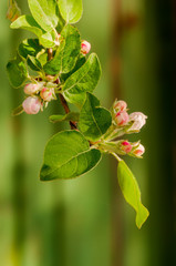 Soft pink apple blossom buds on green natural background