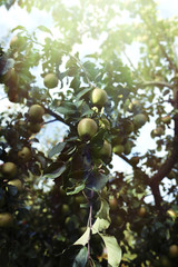Fresh ripe apples on tree in summer garden. Apple harvest