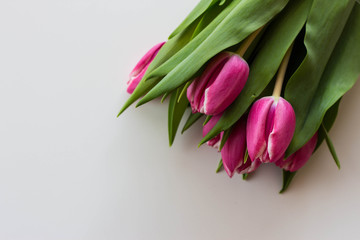 Pink tulips on white cover