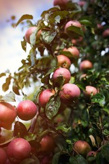 Obraz premium Fresh ripe apples on tree in summer garden. Apple harvest