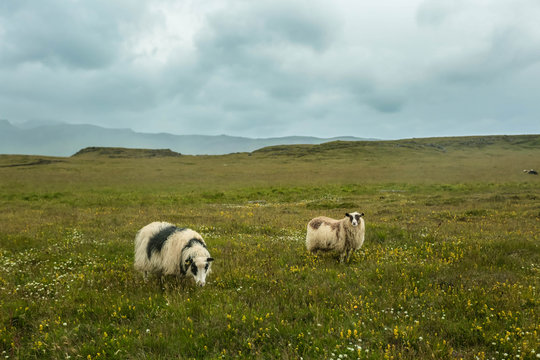 Sheep eating grass in the field. Iceland.