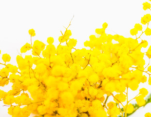 yellow mimosa flower