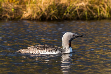 red-throated diver