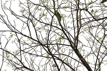 blace & white tree branch silhouette photography , white background