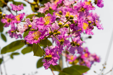 cherry or prunus cerasoides sakura flower