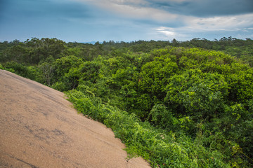 Fototapeta na wymiar Urwald vom Nationalpark Parque Estadual Acaraí, bei São Francisco do Sul, Santa Catarina, in Brasilien