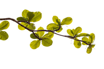 Green leafs isolated.