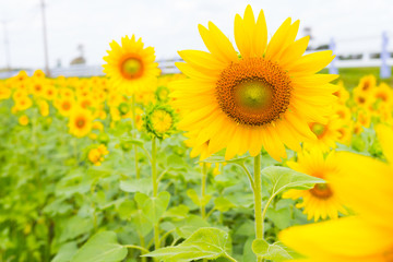 Fototapeta premium Summer sunflower field. Field of sunflowers with blue sky. A sunflower field at sunset.