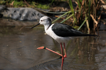 cavaliere d'Italia (Himantopus himantopus)