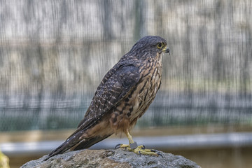 New Zealand falcon