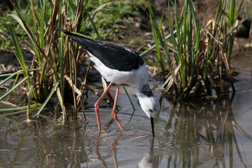 cavaliere d'Italia (Himantopus himantopus)