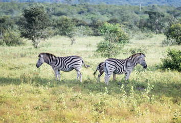 zebra wild animals
