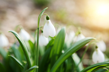 Flowering snowdrops in spring forest. (Galanthus nivalis)