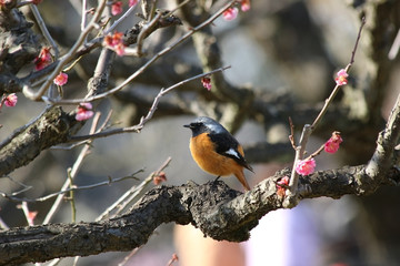 梅とジョウビタキ