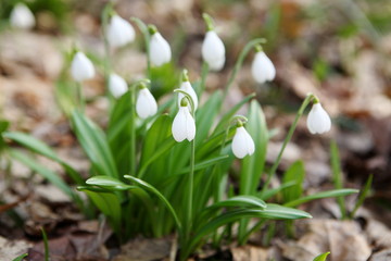 Flowering snowdrops in spring forest. (Galanthus nivalis)