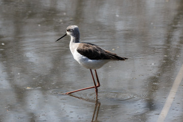 cavaliere d'Italia (Himantopus himantopus)