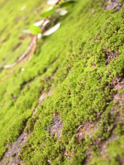 Lamma Island Grass Wall