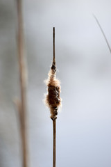 Reeds after the winter