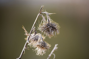 Withered thistle in spring