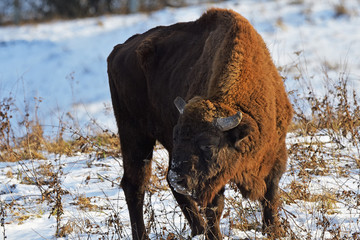 Big aurochs in winter forest