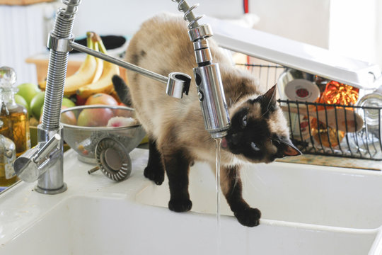 Chat qui boit de l'eau au robinet