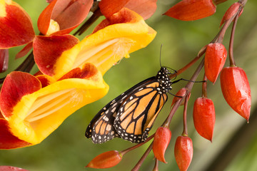 orange monarch butterfly sitting on beautiful blooming red and yellow orchid flower in botanical greenhouse garden