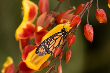 orange monarch butterfly sitting on beautiful blooming red and yellow orchid flower in botanical greenhouse garden - obrazy, fototapety, plakaty
