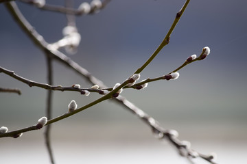 Easter branches in spring