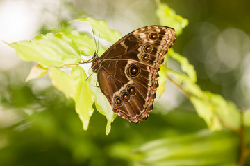 brown owl butterfly with red dots sitting on bright green leaves
