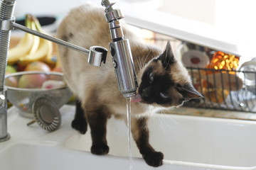 Chat qui boit de l'eau au robinet