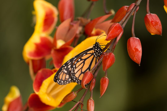 orange monarch butterfly sitting on beautiful blooming red and yellow orchid flower in botanical greenhouse garden