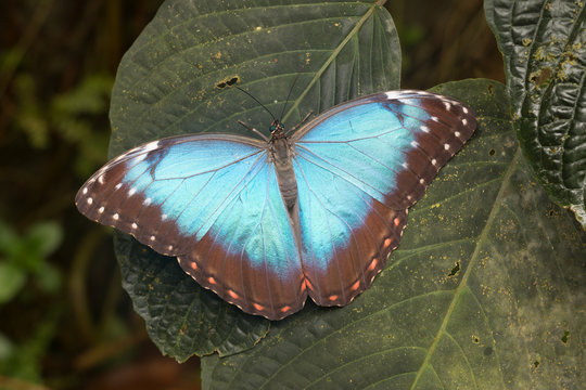 big Blue Morpho peleides Butterfly sitting on green leaves, insect in the nature habitat, 