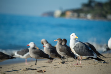 Seagulls packed on the beach in Malibu California USA