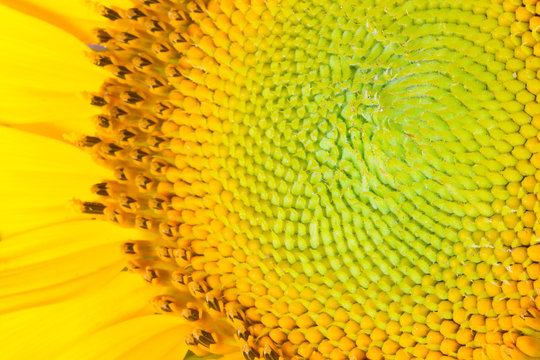 Core of of the flower, texture. Sunflower close-up. Seeds and oil. Flat lay, top view. Macro