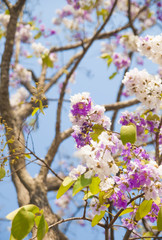 Lagerstroemia loudonii flower tree on blue sky background
