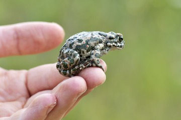 Green toad (Bufo viridis) on boy hand
